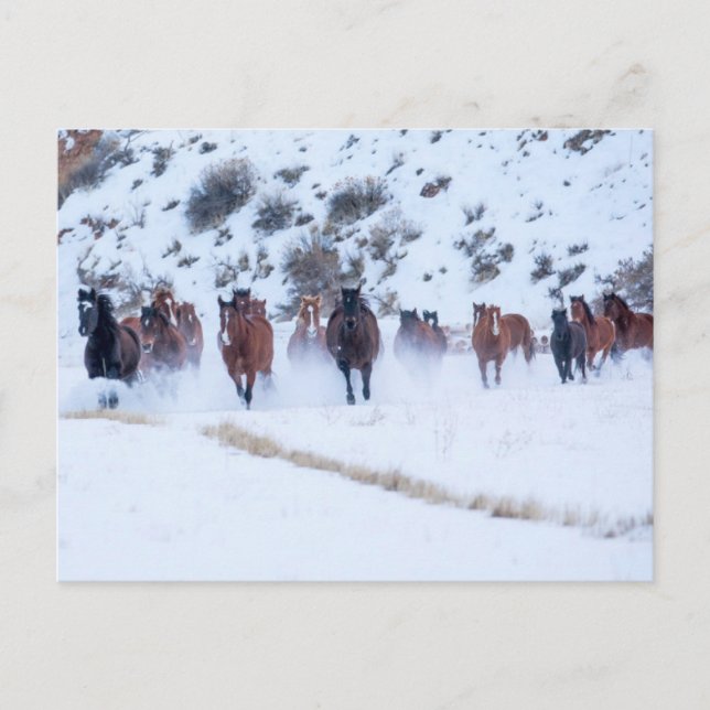 Cowboy Horse Drive | Hideout Ranch Snäcka, Wyoming Vykort (Framsida)