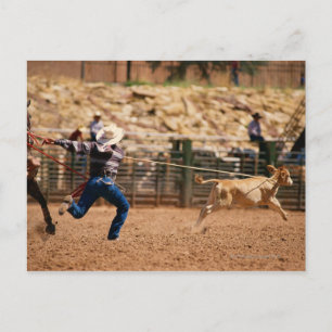 Cowboy-kalv i rodeo vykort