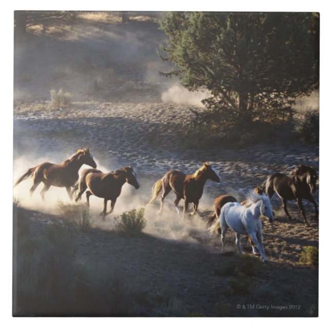 Cowboy med flock av hästar kakelplatta (Framsidan)