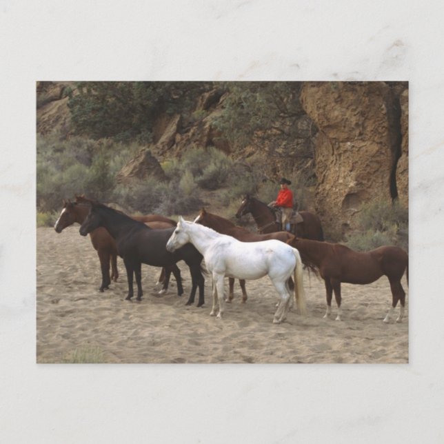 Cowboy med Herd Vykort (Framsida)