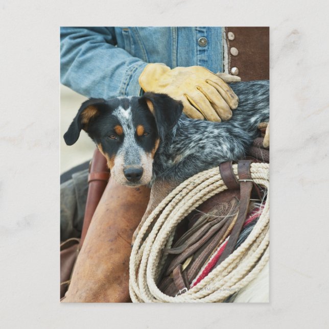 Cowboy och hund på häst vykort (Framsida)