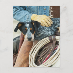 Cowboy och hund på häst vykort