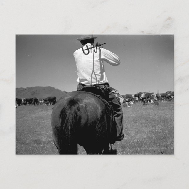 Cowboy på en häst med två märken. vykort (Framsida)