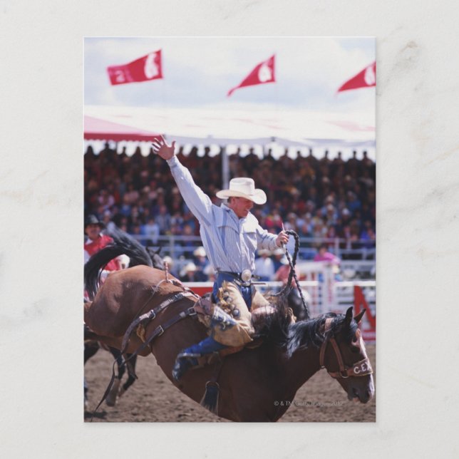 Cowboy på en Rodeo Vykort (Framsida)