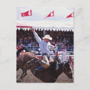 Cowboy på en Rodeo Vykort