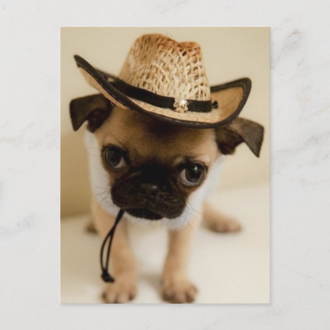 Cowboy Pug Puppy Vykort (Framsida)