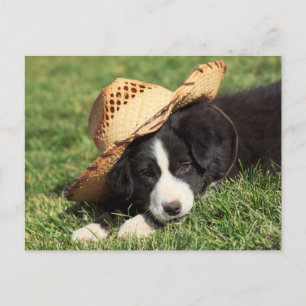 Cowboy Puppy Vykort