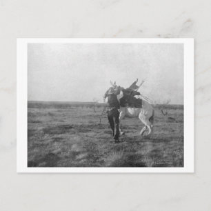 Cowboy ’Red Saunders’ Saddles a Bronco Vykort