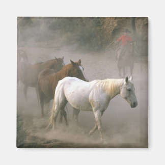 Cowboy Samlare Magnet