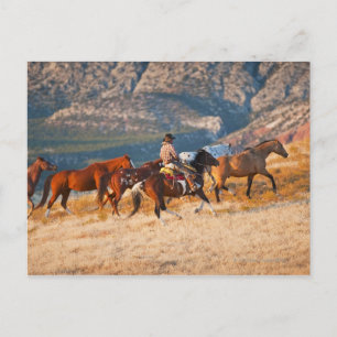 Cowboy samlare vild horse 2 vykort