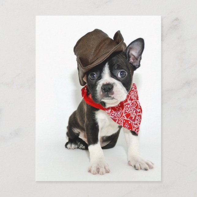 CowboyBoston Vykort (Framsida)