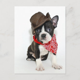 CowboyBoston Vykort