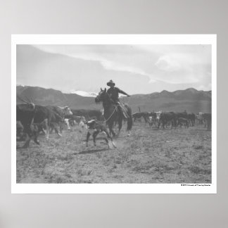 Cowboyen ropar kalv för vår-branding. poster