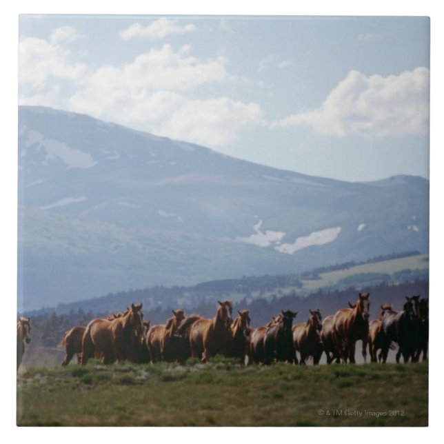 Cowboyflyttaflock av hästar kakelplatta (Framsidan)