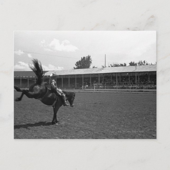 Cowboyridhäst i rodeo, (B&W) Vykort (Framsida)