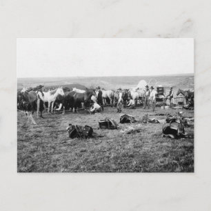 Cowboys Hobbling Horses: 1906 Vykort