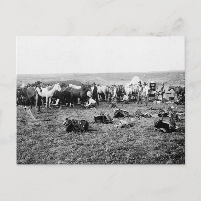 Cowboys Hobbling Horses: 1906 Vykort (Framsida)