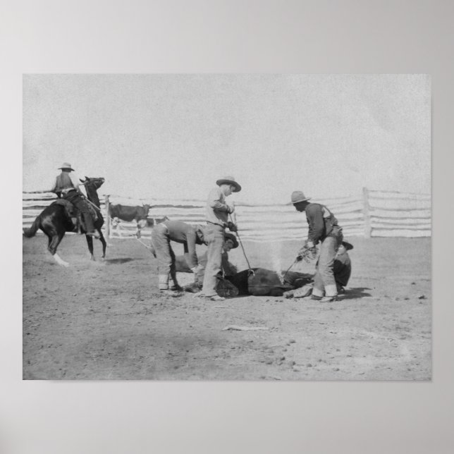 Cowboys märker en Calf PhotographSouth Dakota Poster (Framsidan)