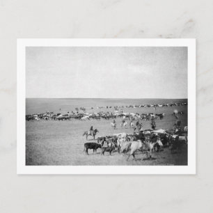 Cowboys med boskap på intervallfoto vykort