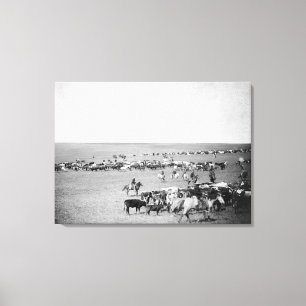 Cowboys med nötkreatur på spänna fotograferar canvastryck