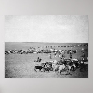 Cowboys med nötkreatur på spänna fotograferar poster