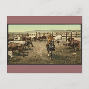 Cowboys och Cows Vykort