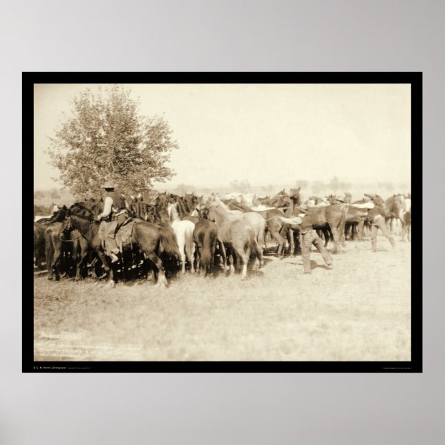 Cowboys Roping a Herd of Horses SD 1887 Poster (Framsidan)