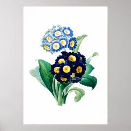 Cowggla Primrose Print av Pierre-Joseph Redouté Poster