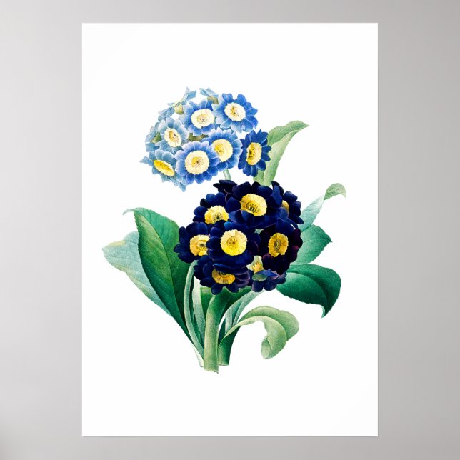 Cowggla Primrose Print av Pierre-Joseph Redouté Poster (Framsidan)