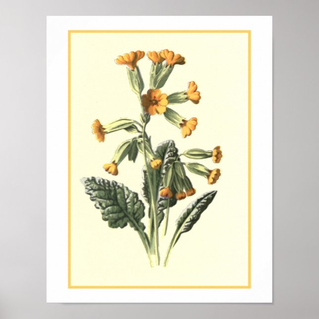 "Cowgla" botanisk illustration Poster (Framsidan)