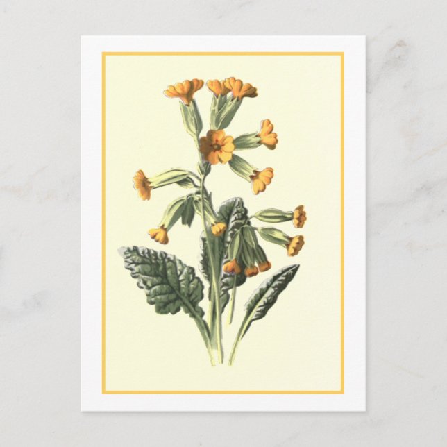 "Cowgla" botanisk illustration Vykort (Framsida)