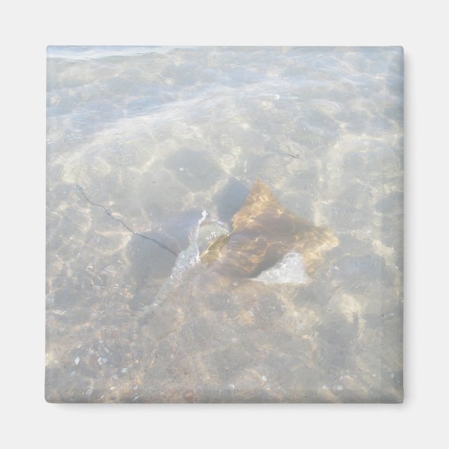 Cownos Stingray OBX-serien Magnet (Framsidan)