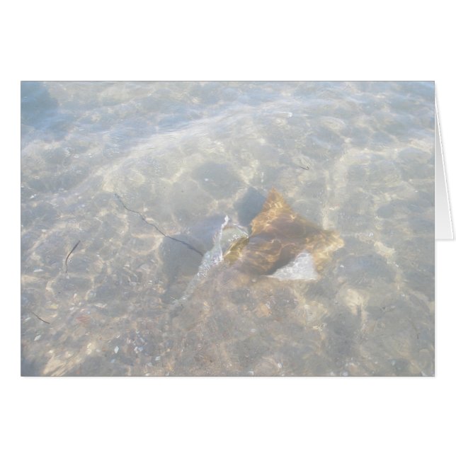 Cownos Stingray OBX-serien OBS Kort (Framsidan Horizontal)