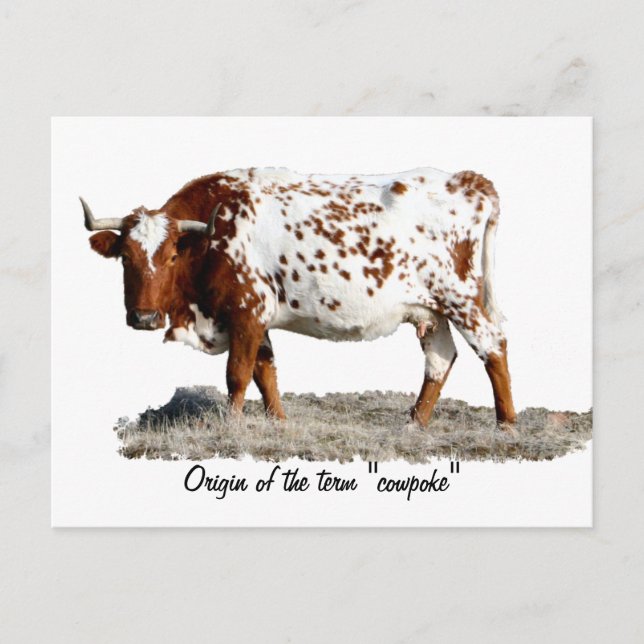 COWPOKE VYKORT (Framsida)