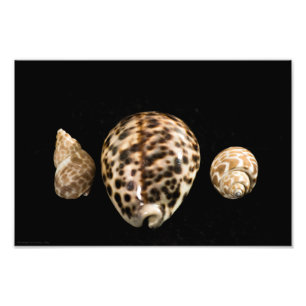 Cowrie Cones 2 Photo Fototryck