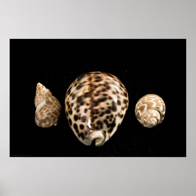 Cowrie Cones 2 Poster (Framsidan)