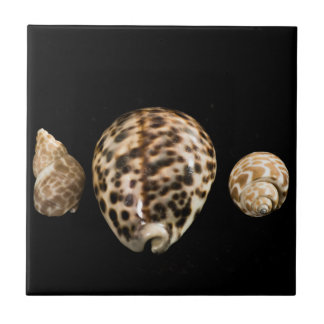 Cowrie Cones 2 Tile Kakelplatta
