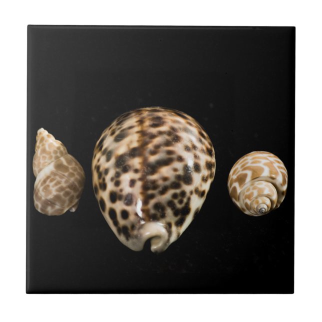 Cowrie Cones 2 Tile Kakelplatta (Framsidan)
