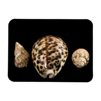 Cowrie Cones 2 Vinyl Magnet