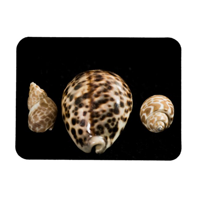 Cowrie Cones 2 Vinyl Magnet (Horisontell)