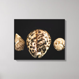 Cowrie Cones 2 Wrapped Canvas