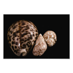 Cowrie Cones Photo Fototryck