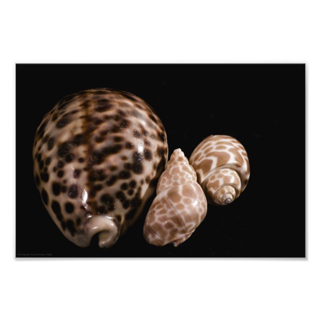 Cowrie Cones Photo Fototryck (Framsidan)