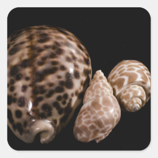 Cowrie Cones Sticker Fyrkantigt Klistermärke
