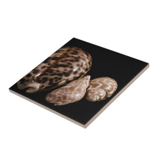 Cowrie Cones Tile Kakelplatta