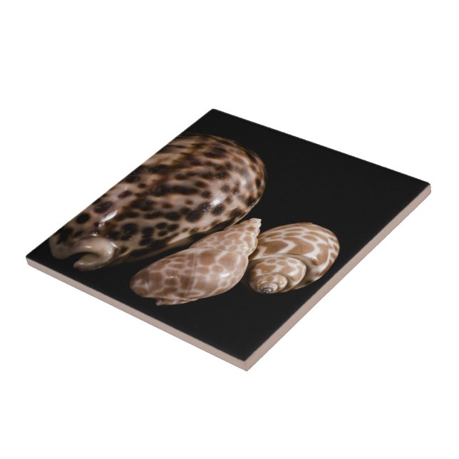 Cowrie Cones Tile Kakelplatta (Sidan)