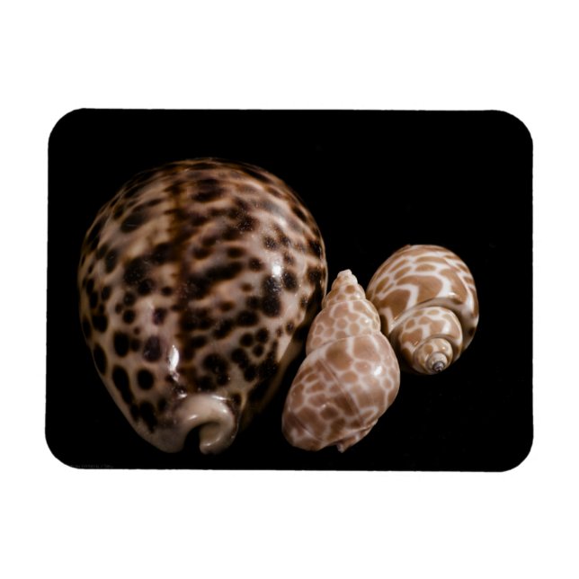 Cowrie Cones Vinyl Magnet (Horisontell)