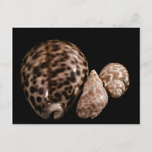 Cowrie Cones vycard Vykort