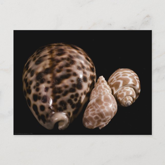 Cowrie Cones vycard Vykort (Framsida)