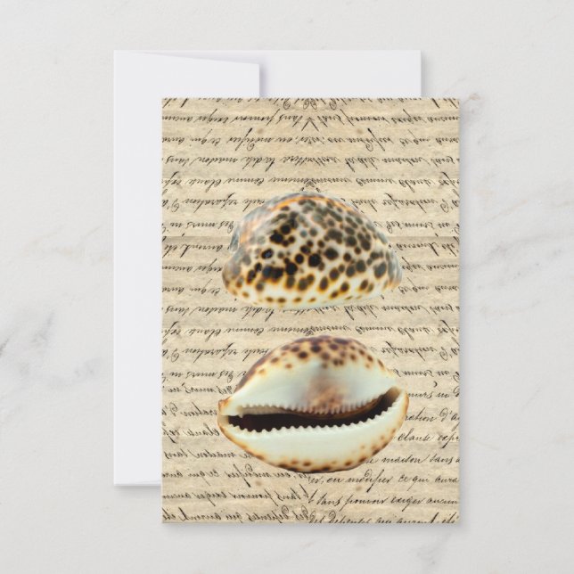 Cowrie snäckas (Framsida)